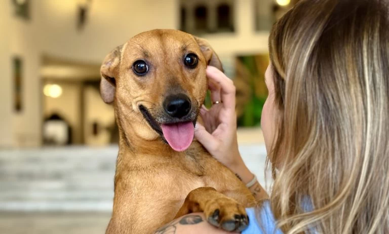 Como denunciar maus-tratos a animais à polícia sem sair de casa?