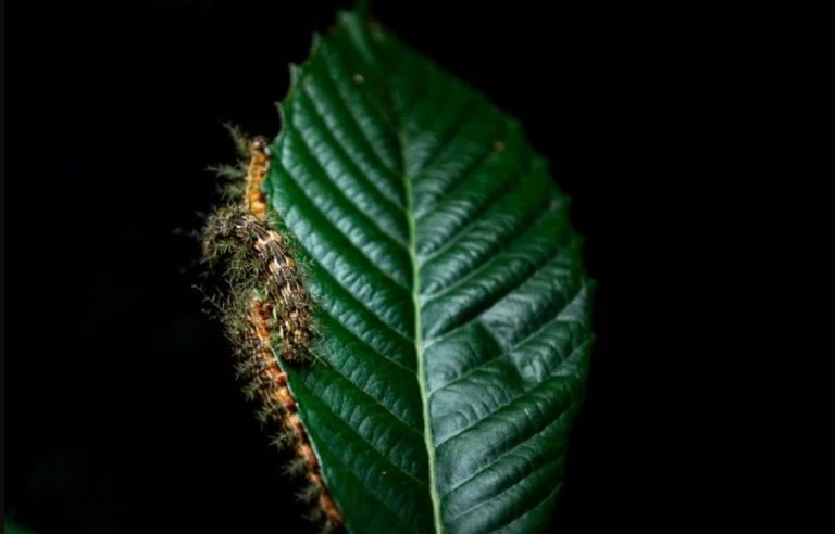 O que fazer ao encontrar uma taturana ou lagarta? Instituto Butantan orienta