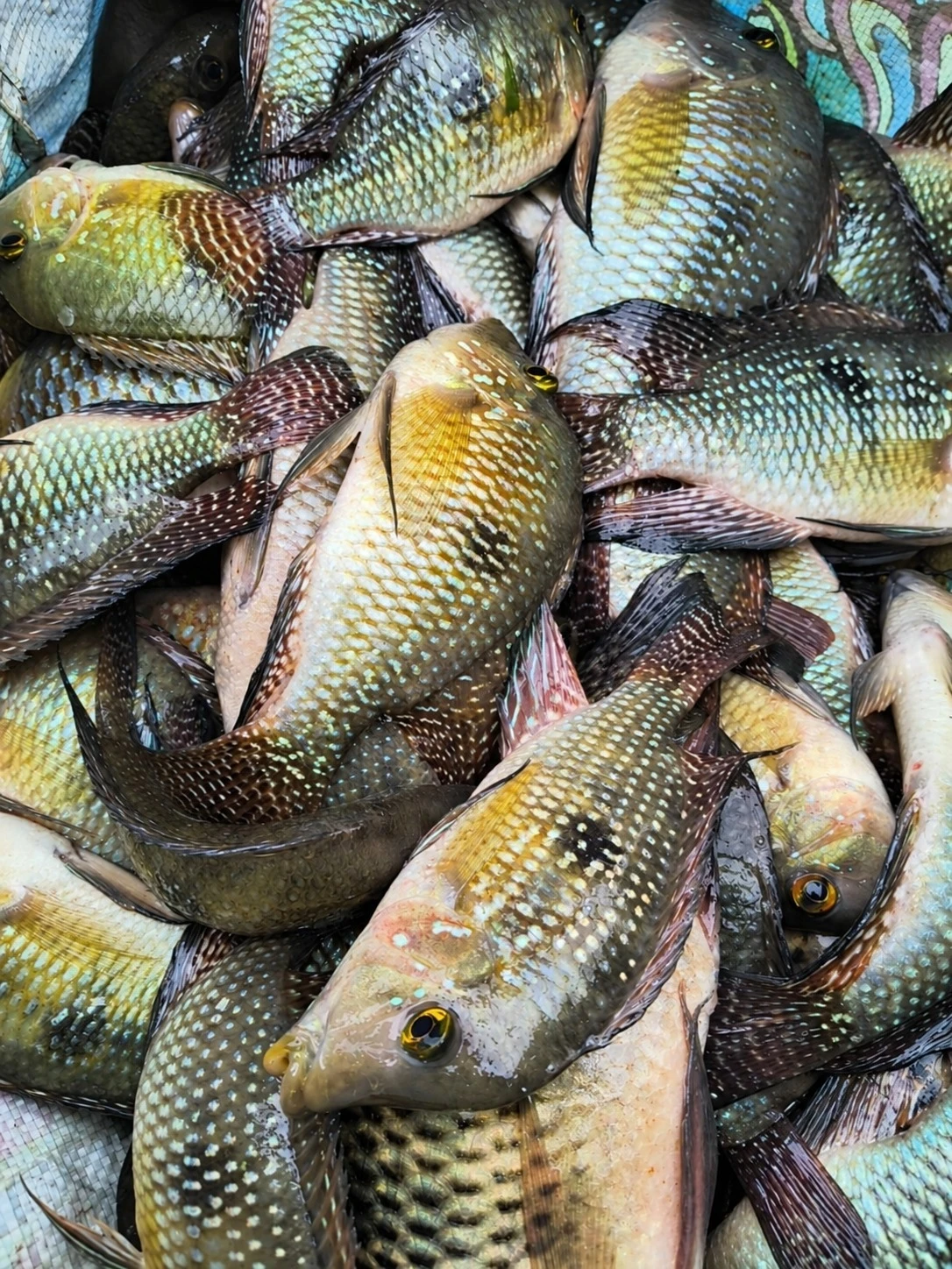 Polícia Militar Ambiental autua dupla por pesca ilegal na Represa de Itupararanga, em Alumínio