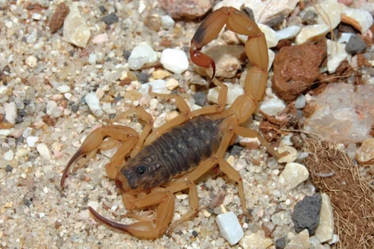 Por que aumentaram os acidentes por picada de escorpião? Butantan explica