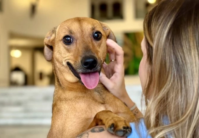 Como denunciar maus-tratos a animais à polícia sem sair de casa?