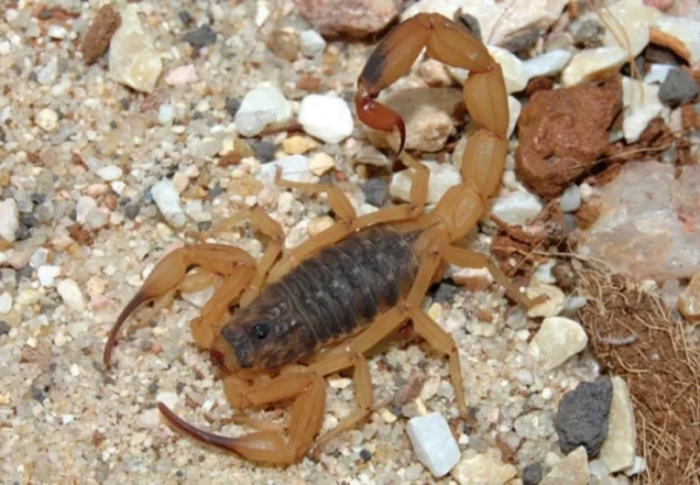 Por que aumentaram os acidentes por picada de escorpião? Butantan explica