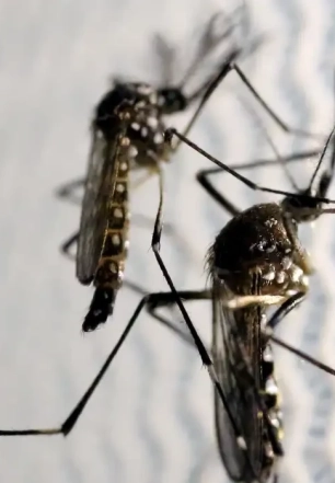 Aedes aegypti: quase metade dos municípios está em alerta ou risco