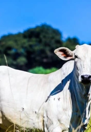Campanha de atualização dos rebanhos segue em vigor até o dia 14 de junho no estado de SP