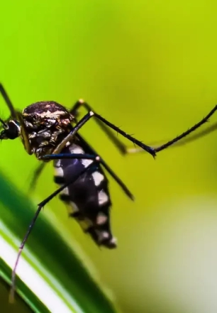 Casos de dengue no Brasil caem 75% em 2026