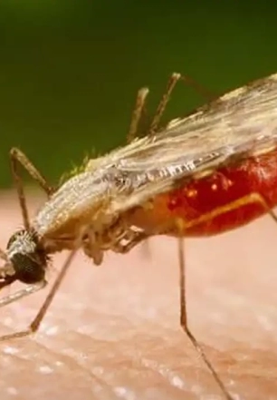 Cientistas da Fiocruz podem produzir vacina completa contra a malária
