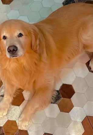 Com caso Joca, aéreas estudam rastrear animais transportados em voos