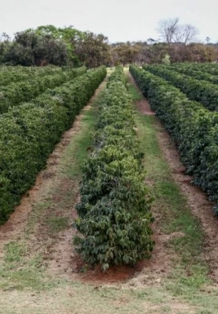 Com chuvas até abril, Governo de SP orienta manejo do solo com cuidados redobrados