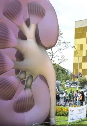 Dia Mundial do Rim: doenças renais são silenciosas e exigem atenção