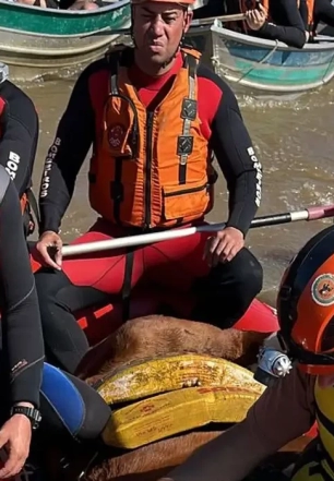 Égua Caramelo é resgatada de telhado de casa no Rio Grande do Sul