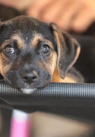 Governo abre consulta pública sobre genéricos e similares veterinários