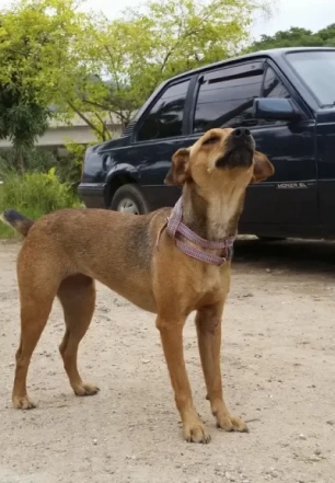 Governo de SP endurece punições para maus-tratos a animais e multas podem chegar a R$ 50 mil