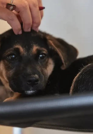 Lei define guarda compartilhada de pets; veja detalhes