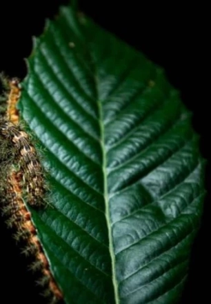 O que fazer ao encontrar uma taturana ou lagarta? Instituto Butantan orienta
