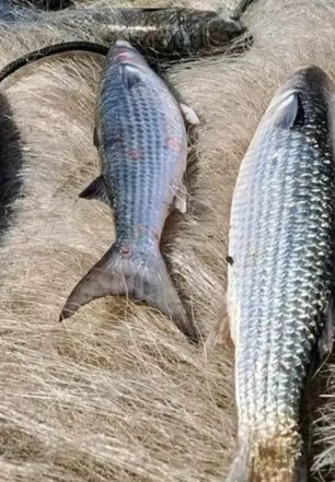 Pesca de tainha na modalidade arrasto de praia está suspensa