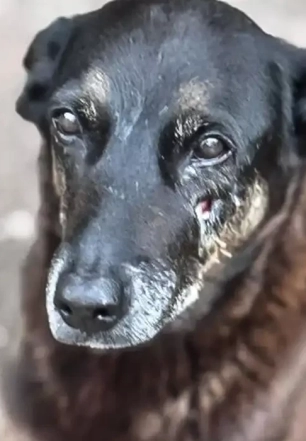 Polícia quer apreender passaporte de envolvido na morte do cão Orelha