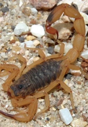 Por que aumentaram os acidentes por picada de escorpião? Butantan explica