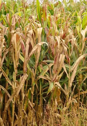 Praga do milho provoca prejuízo de R$ 33,6 bilhões por ano