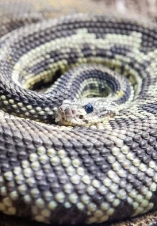 Saiba o que fazer em caso de picada por serpente