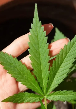 STJ adia prazo para regulamentação do plantio de cannabis medicinal