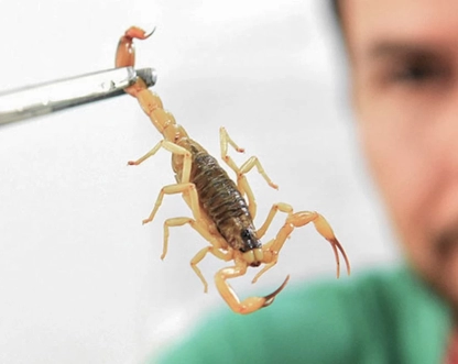 Crianças são mais vulneráveis a envenenamento por picada de escorpião