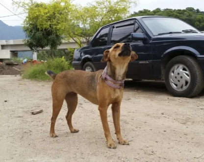Governo de SP endurece punições para maus-tratos a animais e multas podem chegar a R$ 50 mil