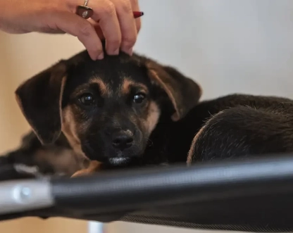 Lei define guarda compartilhada de pets; veja detalhes