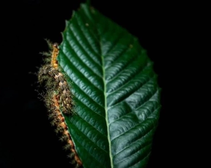 O que fazer ao encontrar uma taturana ou lagarta? Instituto Butantan orienta