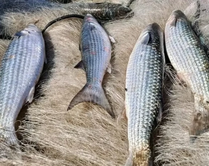 Pesca de tainha na modalidade arrasto de praia está suspensa