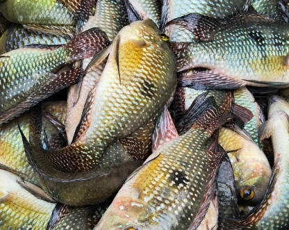 Polícia Militar Ambiental autua dupla por pesca ilegal na Represa de Itupararanga, em Alumínio
