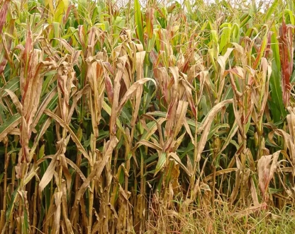 Praga do milho provoca prejuízo de R$ 33,6 bilhões por ano