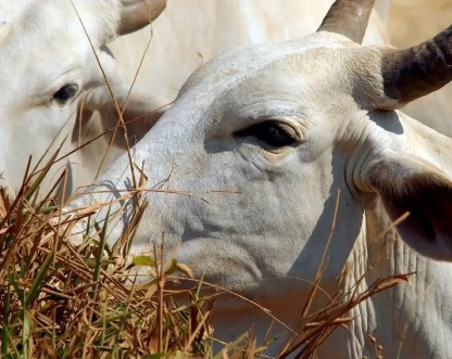 União Europeia veta compra de carne brasileira a partir de setembro