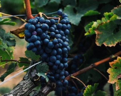 Vinhos paulistas são premiados entre os melhores do mundo em 2026